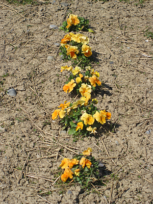 pansy mulched